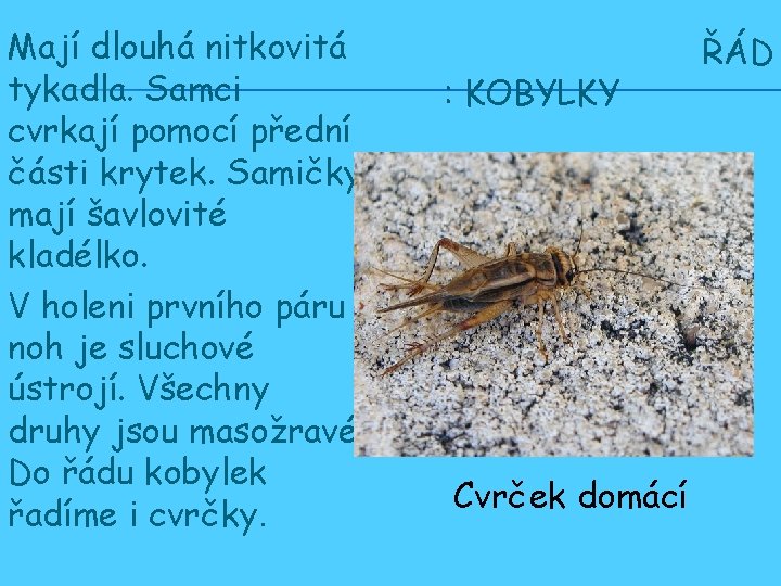 Mají dlouhá nitkovitá tykadla. Samci cvrkají pomocí přední části krytek. Samičky mají šavlovité kladélko.