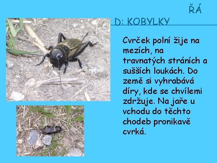 D: KOBYLKY ŘÁ Cvrček polní žije na mezích, na travnatých stráních a sušších loukách.