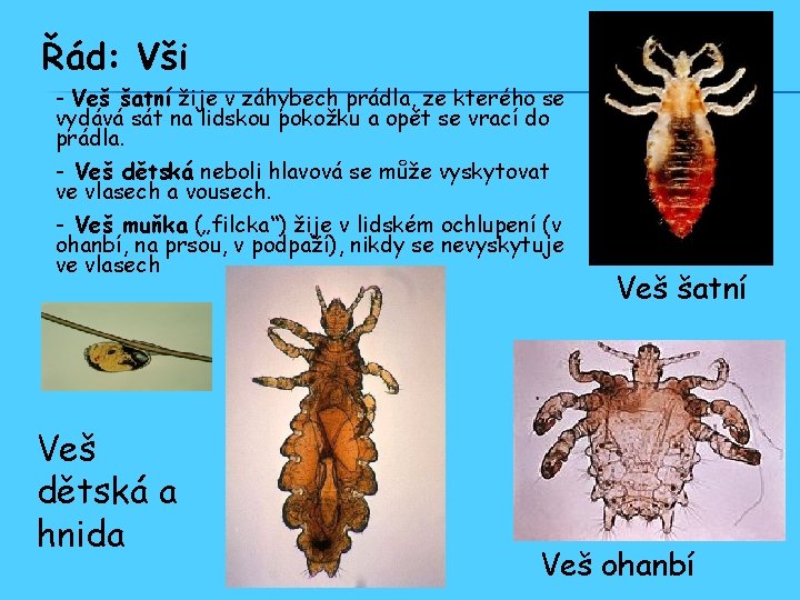 Řád: Vši - Veš šatní žije v záhybech prádla, ze kterého se vydává sát