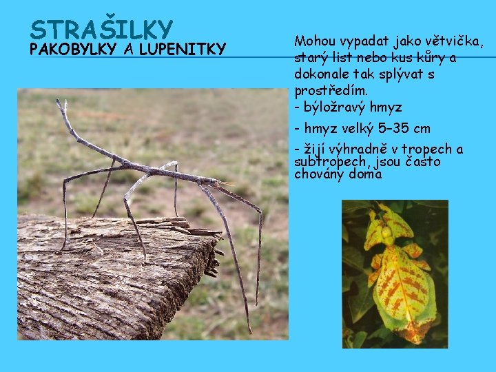 STRAŠILKY PAKOBYLKY A LUPENITKY Mohou vypadat jako větvička, starý list nebo kus kůry a