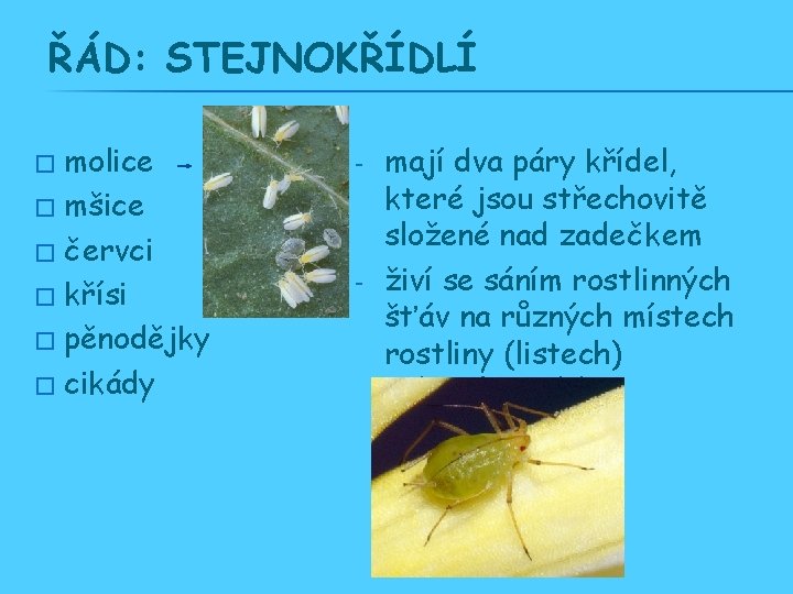 ŘÁD: STEJNOKŘÍDLÍ molice � mšice � červci � křísi � pěnodějky � cikády �