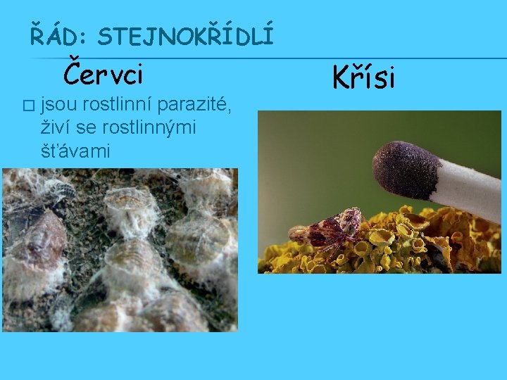 ŘÁD: STEJNOKŘÍDLÍ Červci � jsou rostlinní parazité, živí se rostlinnými šťávami Křísi 