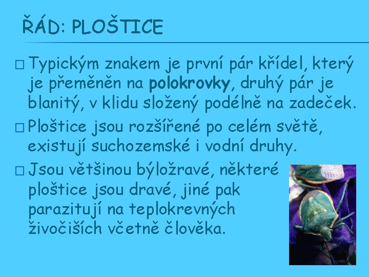 ŘÁD: PLOŠTICE � Typickým znakem je první pár křídel, který je přeměněn na polokrovky,