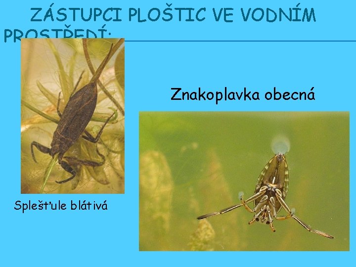 ZÁSTUPCI PLOŠTIC VE VODNÍM PROSTŘEDÍ: Znakoplavka obecná Splešťule blátivá 