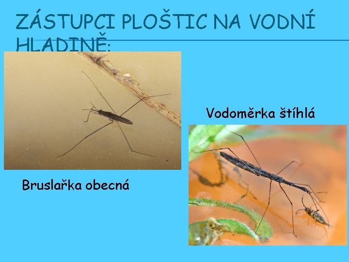 ZÁSTUPCI PLOŠTIC NA VODNÍ HLADINĚ: Vodoměrka štíhlá Bruslařka obecná 