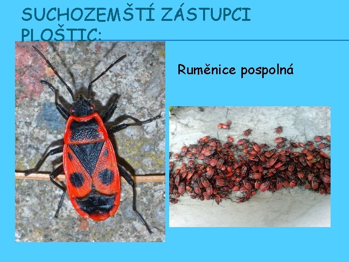 SUCHOZEMŠTÍ ZÁSTUPCI PLOŠTIC: Ruměnice pospolná 