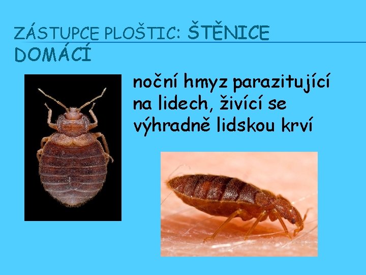 ZÁSTUPCE PLOŠTIC: ŠTĚNICE DOMÁCÍ noční hmyz parazitující na lidech, živící se výhradně lidskou krví