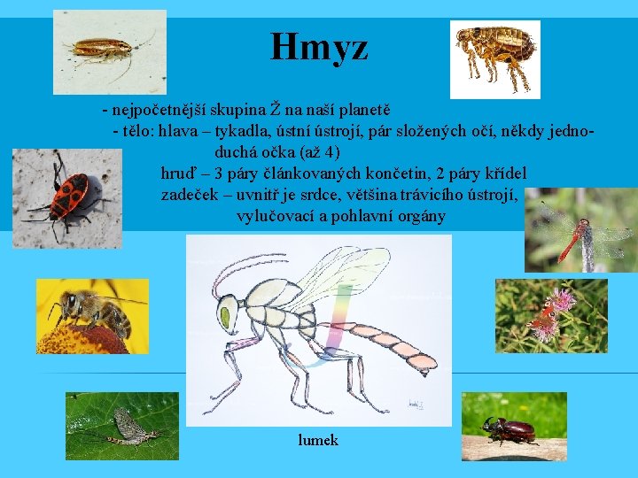 Hmyz - nejpočetnější skupina Ž na naší planetě - tělo: hlava – tykadla, ústní