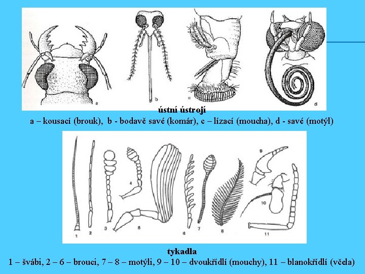 ústní ústrojí a – kousací (brouk), b - bodavě savé (komár), c – lízací