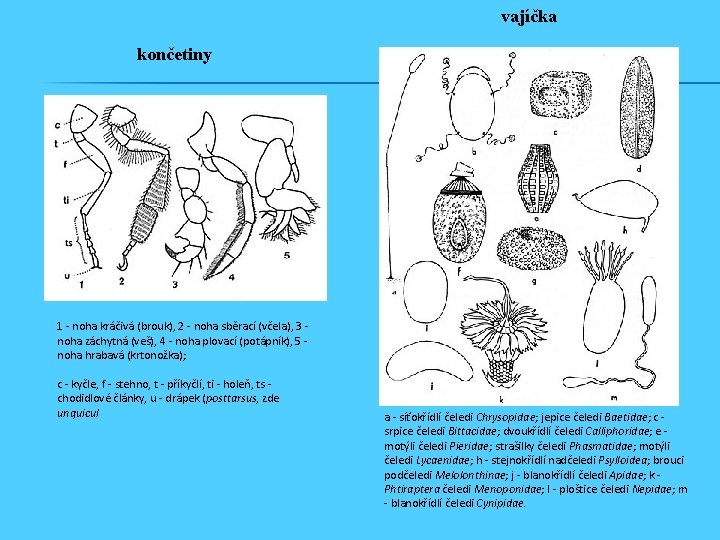 vajíčka končetiny 1 - noha kráčivá (brouk), 2 - noha sběrací (včela), 3 noha