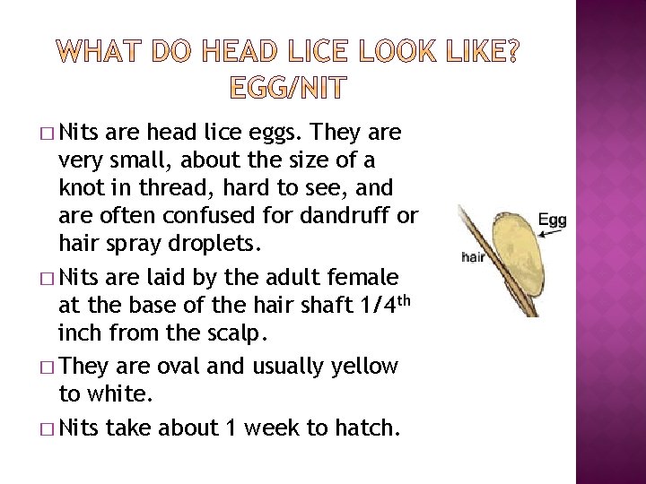 � Nits are head lice eggs. They are very small, about the size of