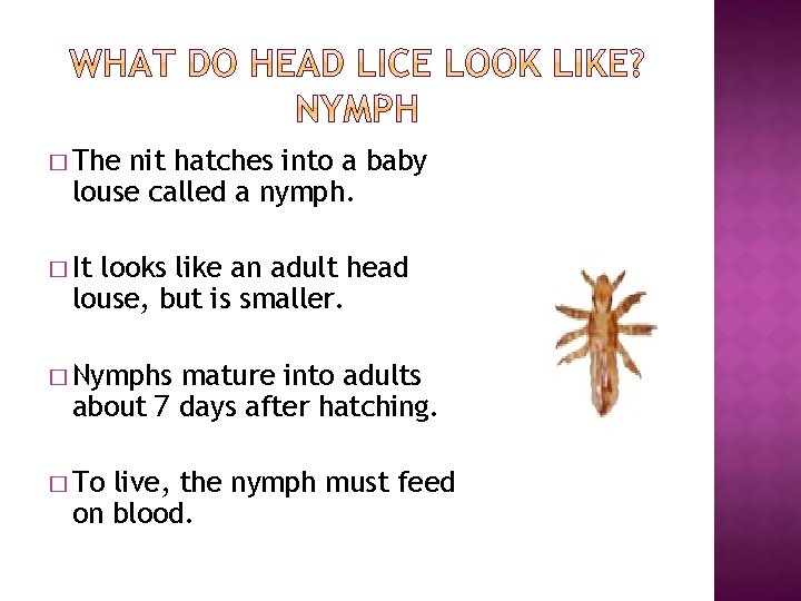 � The nit hatches into a baby louse called a nymph. � It looks