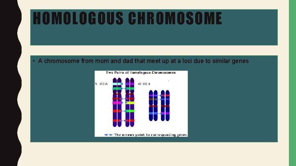 HOMOLOGOUS CHROMOSOME • A chromosome from mom and dad that meet up at a