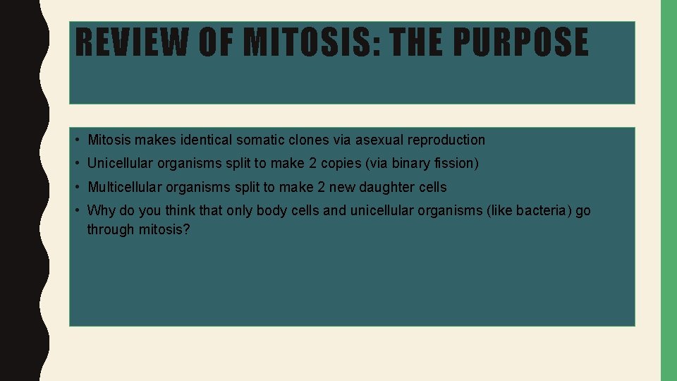 REVIEW OF MITOSIS: THE PURPOSE • Mitosis makes identical somatic clones via asexual reproduction