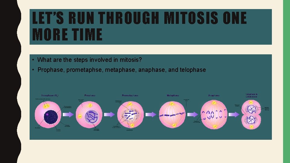 LET’S RUN THROUGH MITOSIS ONE MORE TIME • What are the steps involved in