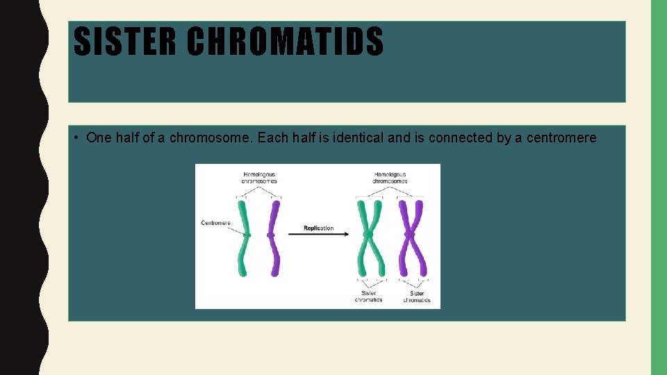 SISTER CHROMATIDS • One half of a chromosome. Each half is identical and is