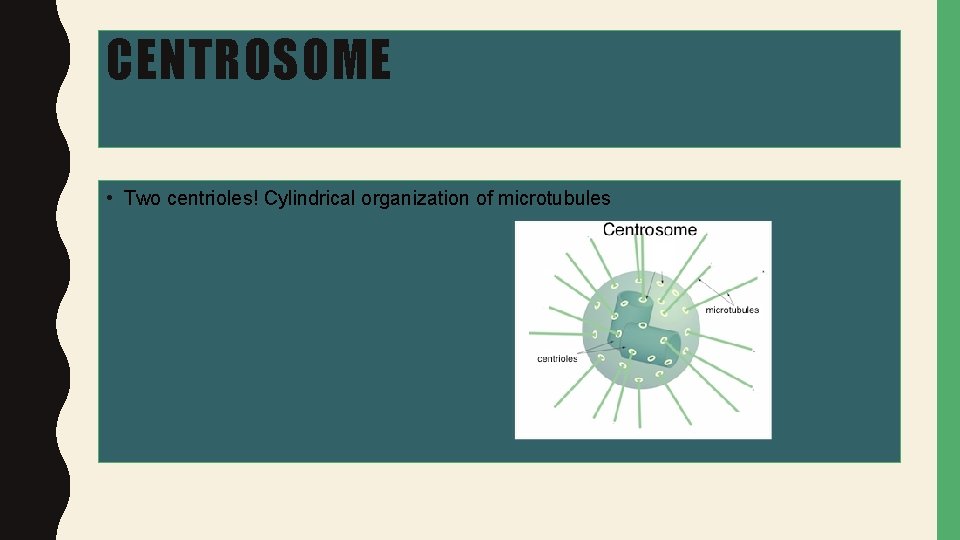 CENTROSOME • Two centrioles! Cylindrical organization of microtubules 