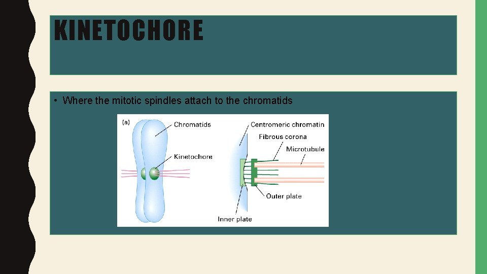 KINETOCHORE • Where the mitotic spindles attach to the chromatids 