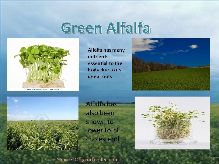 Green Alfalfa has many nutrients essential to the body due to its deep roots
