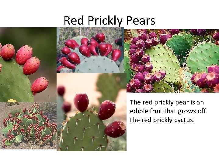 Red Prickly Pears The red prickly pear is an edible fruit that grows off
