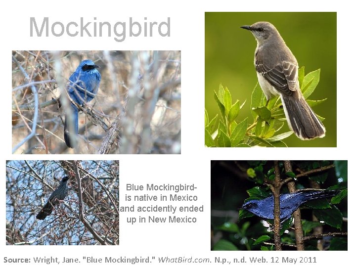 Mockingbird Blue Mockingbirdis native in Mexico and accidently ended up in New Mexico Source: