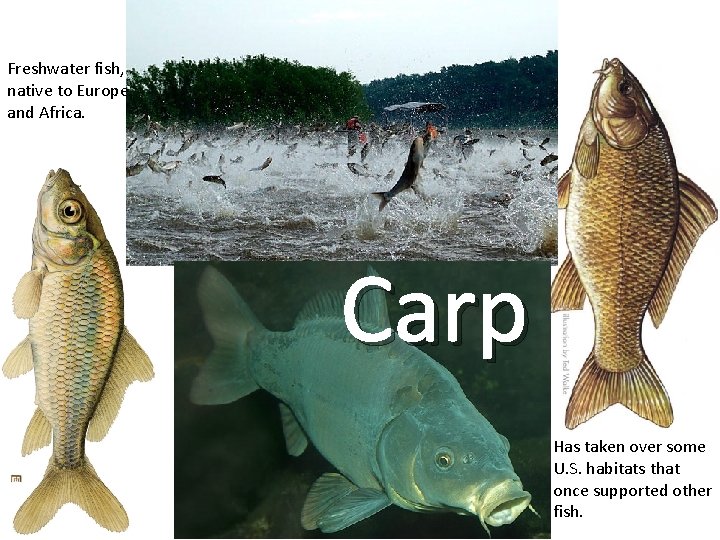 Freshwater fish, native to Europe and Africa. Carp Has taken over some U. S.