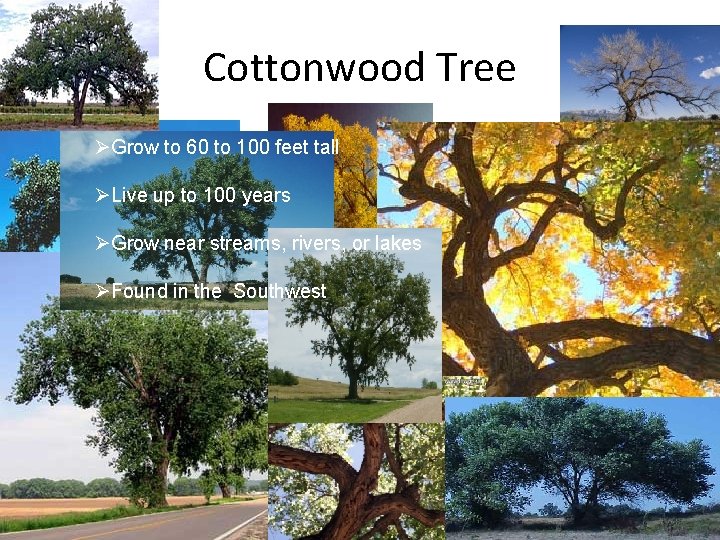Cottonwood Tree ØGrow to 60 to 100 feet tall ØLive up to 100 years