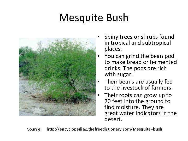 Mesquite Bush • Spiny trees or shrubs found in tropical and subtropical places. •