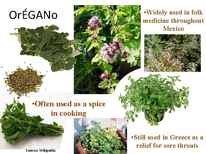 OrÉGANo • Widely used in folk medicine throughout Mexico • Often used as a