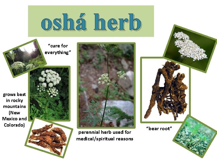 oshá herb “cure for everything” grows best in rocky mountains (New Mexico and Colorado)