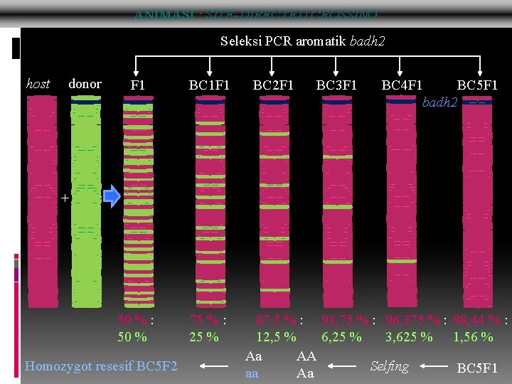 ANIMASI : SITE-DIRECTED CROSSING Seleksi PCR aromatik badh 2 host donor F 1 BC