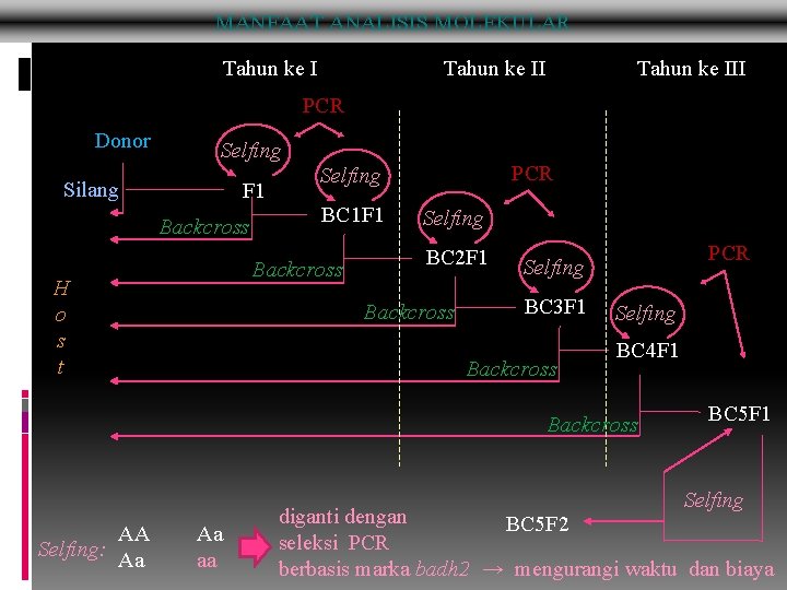 MANFAAT ANALISIS MOLEKULAR Tahun ke III PCR Donor Selfing Silang F 1 Backcross BC