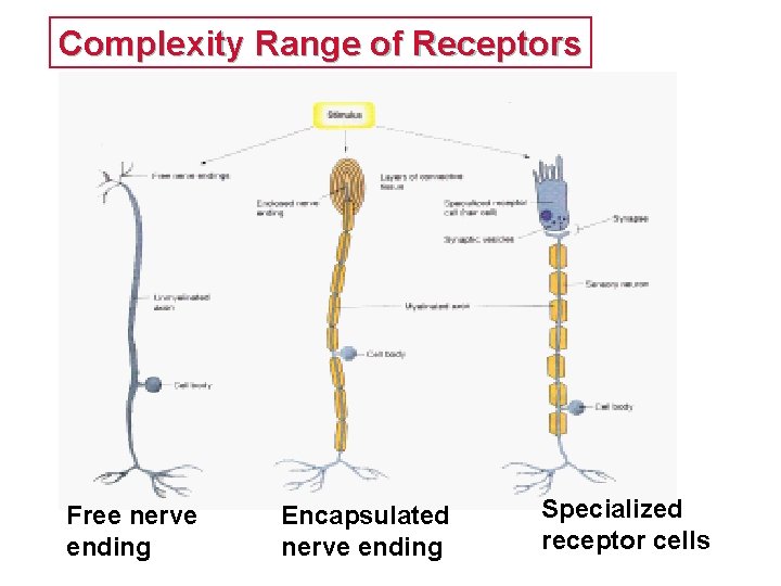 Presentation on General and Special Senses Submitted by