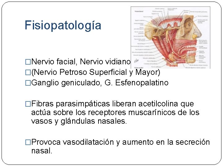 Fisiopatología �Nervio facial, Nervio vidiano �(Nervio Petroso Superficial y Mayor) �Ganglio geniculado, G. Esfenopalatino