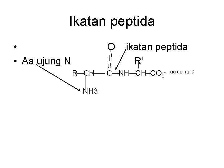 Ikatan peptida • • Aa ujung N O R CH NH 3 ikatan peptida