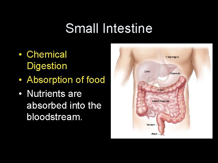Small Intestine • Chemical Digestion • Absorption of food • Nutrients are absorbed into