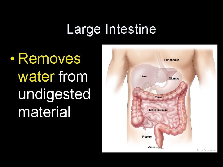 Large Intestine • Removes water from undigested material 