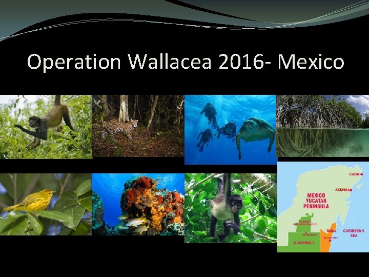 Operation Wallacea 2016 - Mexico Operation Wallacea 2016 - Mexico