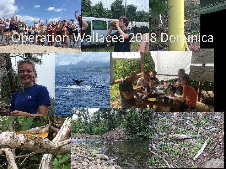 Operation Wallacea 2018 Dominica Operation Wallacea 2018 Dominica