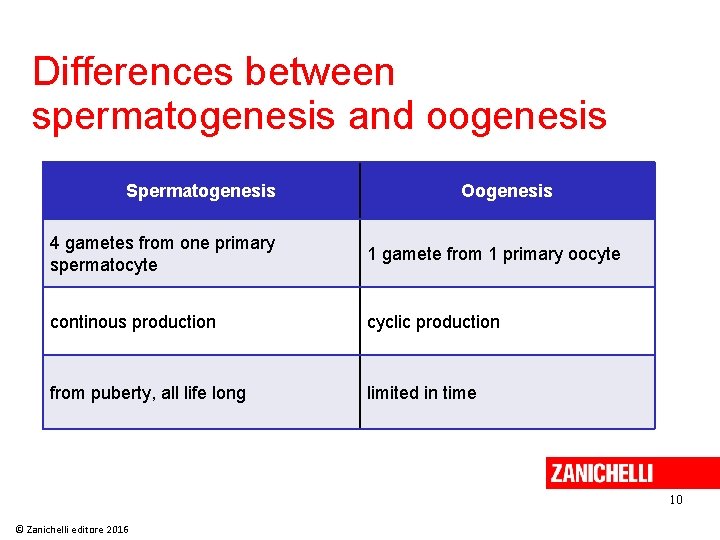 Differences between spermatogenesis and oogenesis Spermatogenesis Oogenesis 4 gametes from one primary spermatocyte 1