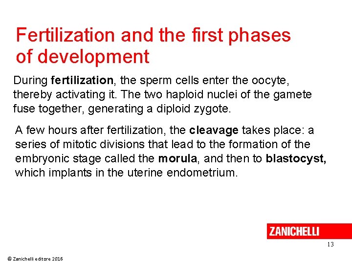 Fertilization and the first phases of development During fertilization, the sperm cells enter the