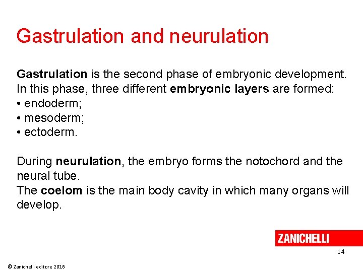 Gastrulation and neurulation Gastrulation is the second phase of embryonic development. In this phase,