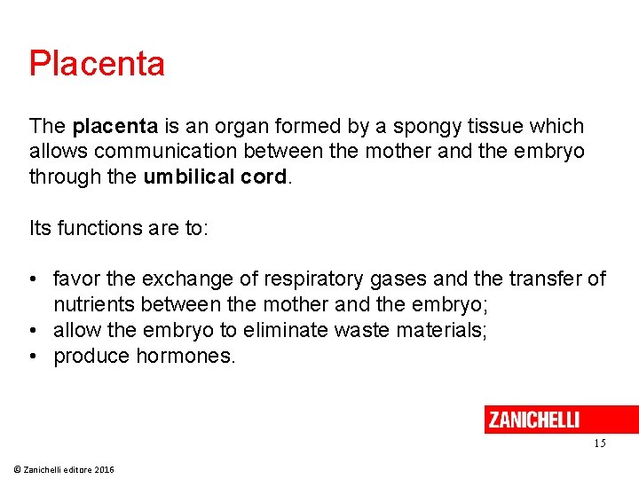 Placenta The placenta is an organ formed by a spongy tissue which allows communication