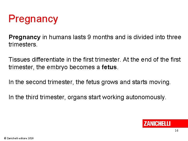 Pregnancy in humans lasts 9 months and is divided into three trimesters. Tissues differentiate