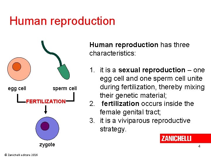 Human reproduction has three characteristics: egg cell sperm cell FERTILIZATION zygote © Zanichelli editore