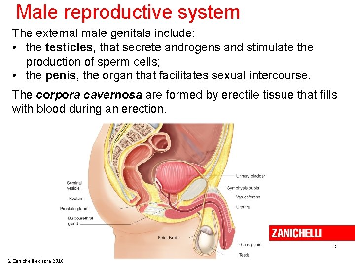 Male reproductive system The external male genitals include: • the testicles, that secrete androgens