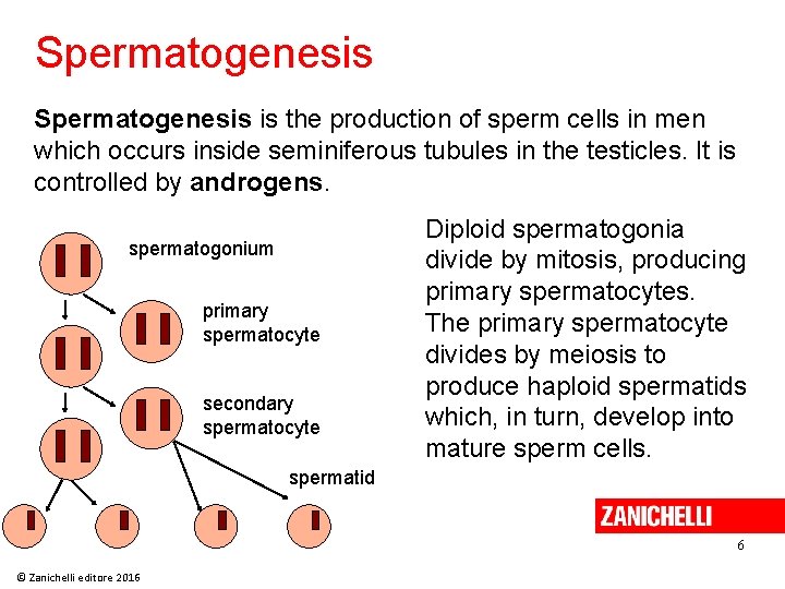 Spermatogenesis is the production of sperm cells in men which occurs inside seminiferous tubules