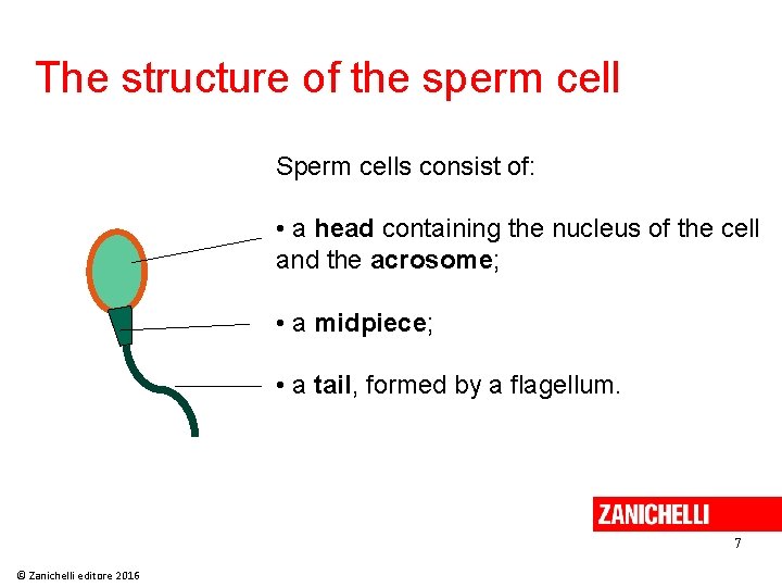 The structure of the sperm cell Sperm cells consist of: • a head containing