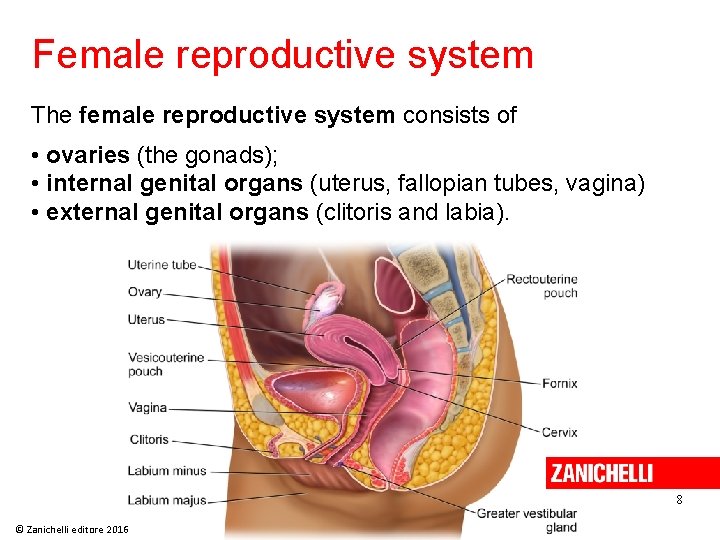 Female reproductive system The female reproductive system consists of • ovaries (the gonads); •