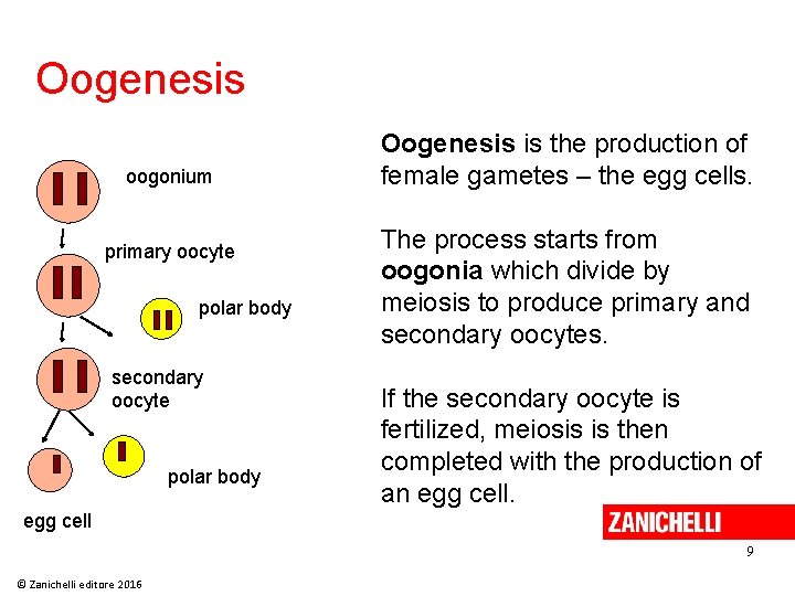 Oogenesis oogonium primary oocyte polar body secondary oocyte polar body Oogenesis is the production